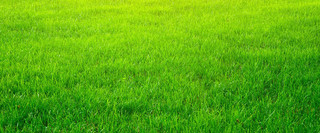 绿色背景绿色绿地草坪草地草皮环保海报背景图